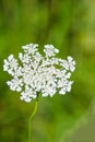 Queen AnneÃ¢â¬â¢s Lace, Daucus carota Royalty Free Stock Photo